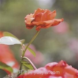 “高顏值”月季花帶扮靚湖南益陽城市美景(圖2)