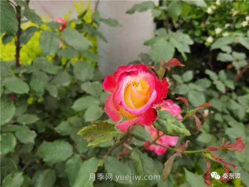 市花月季扮靚陜西渭南，朝陽大街成了鮮花大道(圖6)