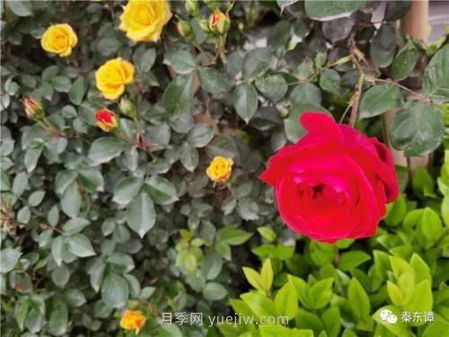 市花月季扮靚陜西渭南，朝陽大街成了鮮花大道(圖3)