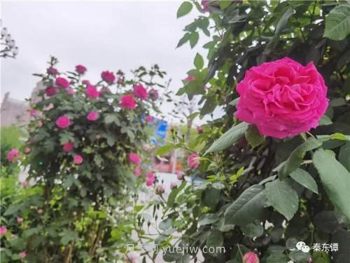 市花月季扮靚陜西渭南，朝陽大街成了鮮花大道(圖2)