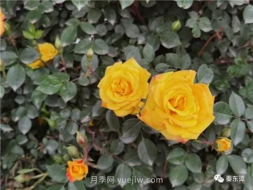 市花月季扮靚陜西渭南，朝陽大街成了鮮花大道(圖5)
