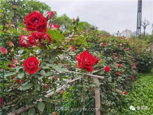 市花月季扮靚陜西渭南，朝陽大街成了鮮花大道(圖7)