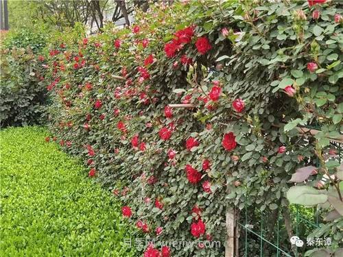 市花月季扮靚陜西渭南，朝陽大街成了鮮花大道(圖4)