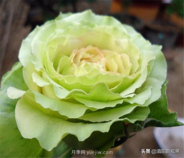 20種經(jīng)典月季品種，妝點(diǎn)南陽火熱的夏季(圖17)