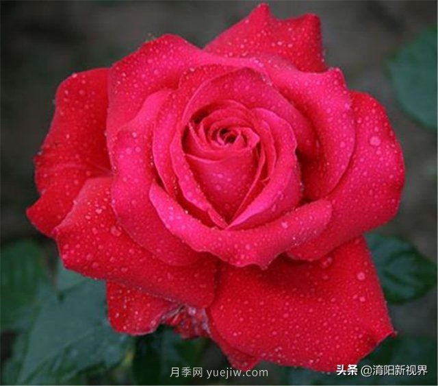 20種經(jīng)典月季品種，妝點(diǎn)南陽火熱的夏季(圖3)