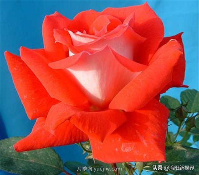 20種經(jīng)典月季品種，妝點(diǎn)南陽火熱的夏季(圖11)