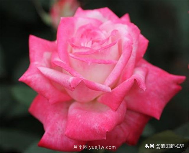 20種經(jīng)典月季品種，妝點(diǎn)南陽火熱的夏季(圖12)