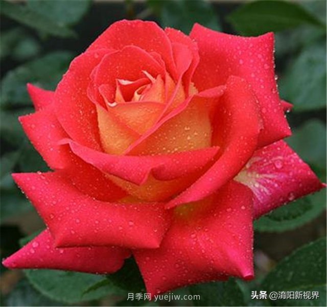 20種經(jīng)典月季品種，妝點(diǎn)南陽火熱的夏季(圖4)