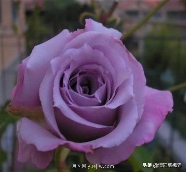 20種經(jīng)典月季品種，妝點(diǎn)南陽火熱的夏季(圖19)