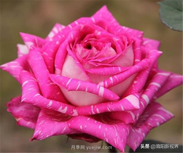 20種經(jīng)典月季品種，妝點(diǎn)南陽火熱的夏季(圖16)