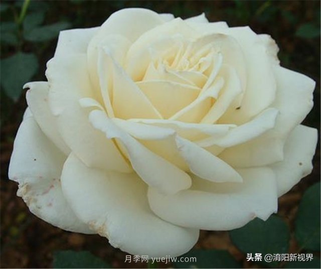 20種經(jīng)典月季品種，妝點(diǎn)南陽火熱的夏季(圖10)