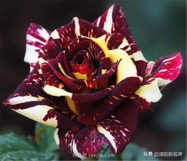 20種經(jīng)典月季品種，妝點(diǎn)南陽火熱的夏季(圖20)