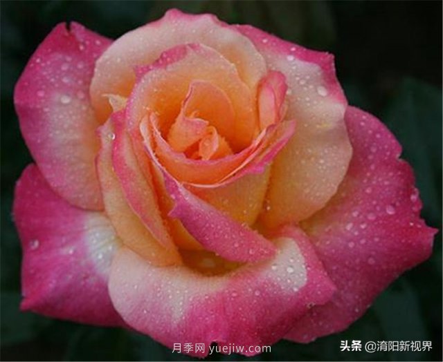 20種經(jīng)典月季品種，妝點(diǎn)南陽火熱的夏季(圖14)