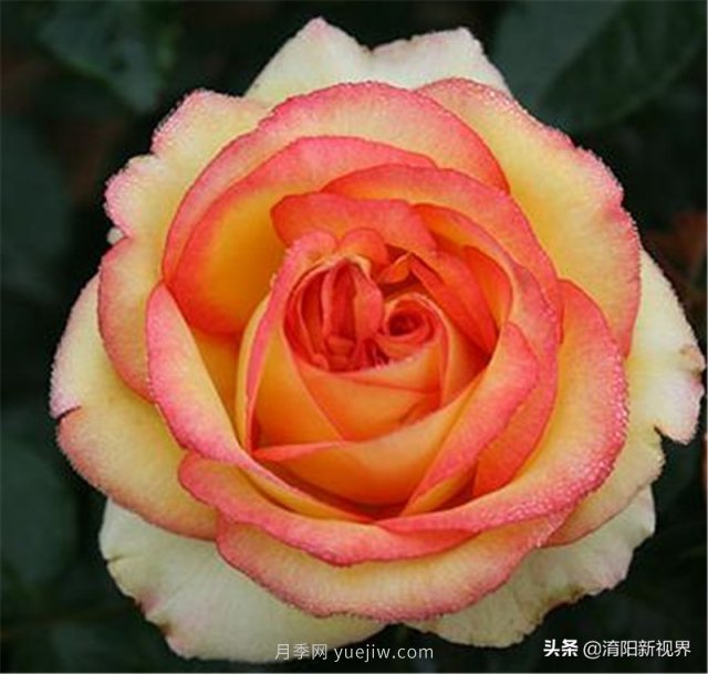 20種經(jīng)典月季品種，妝點(diǎn)南陽火熱的夏季(圖13)