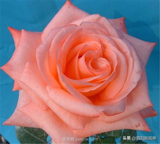 20種經(jīng)典月季品種，妝點(diǎn)南陽火熱的夏季(圖15)