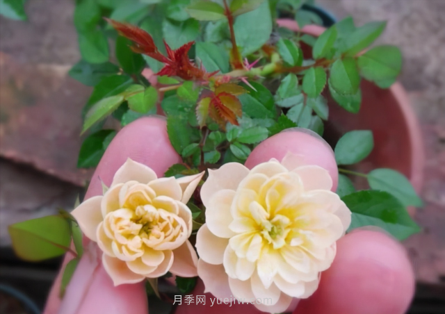 超級(jí)小可愛(ài)，推薦8個(gè)迷你型微月小月季品種(圖4)