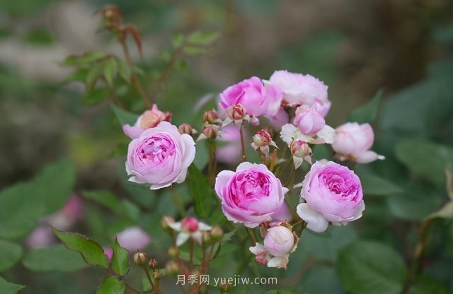 超級(jí)小可愛(ài)，推薦8個(gè)迷你型微月小月季品種(圖8)