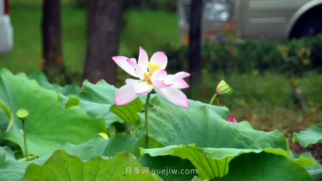 古樁月季繁花似錦，美麗經(jīng)濟(jì)花開(kāi)鎮(zhèn)平(圖2)