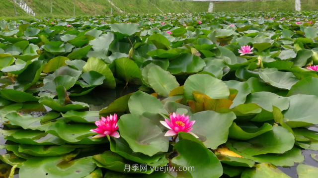 古樁月季繁花似錦，美麗經(jīng)濟(jì)花開(kāi)鎮(zhèn)平(圖3)
