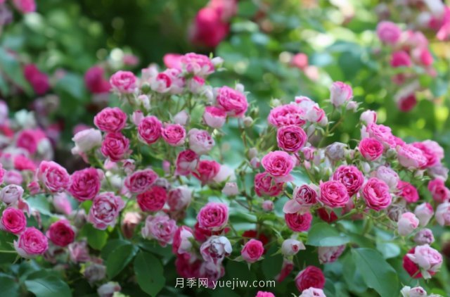 胭脂扣月季，多季開(kāi)花的藤本，花期長(zhǎng)，單枝條開(kāi)花幾十朵(圖3)