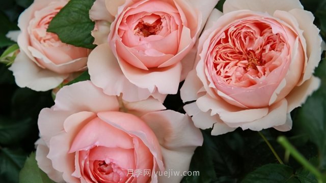 真宙月季和朱麗葉月季進行對比，優(yōu)缺點一目了然(圖3)