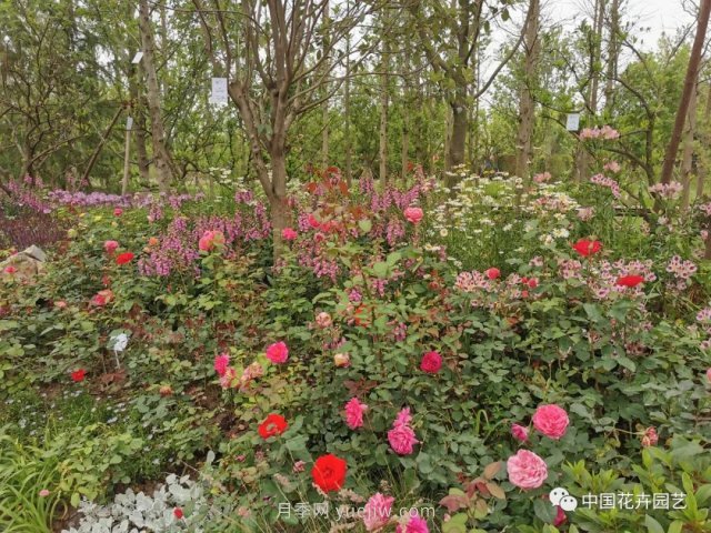 第十屆花博會，＂中州花語 盛世繁華＂演繹河南文化(圖2)