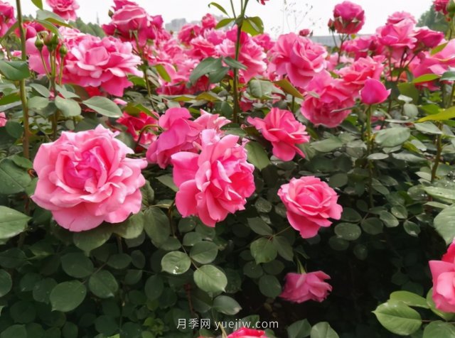 月季追求盛花效果，兩種方法教給你，花苞同時(shí)綻放(圖1)