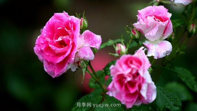 15條月季小知識(shí)，對(duì)栽培養(yǎng)護(hù)有很大的幫助(圖3)