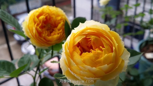 15條月季小知識(shí)，對(duì)栽培養(yǎng)護(hù)有很大的幫助(圖2)