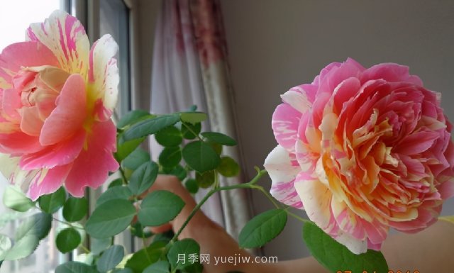 推薦適合夏天養(yǎng)的5種月季花，花量大不怕曬(圖1)