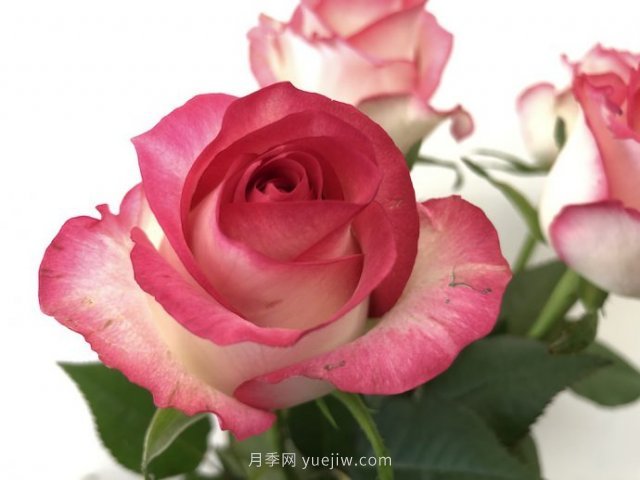 朱米莉亞月季，花開媲美玫瑰(圖1)