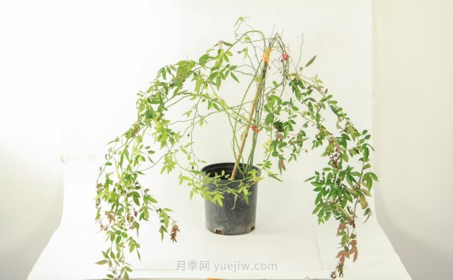 紅木香是什么花，耐寒可達(dá)零下20度(圖1)