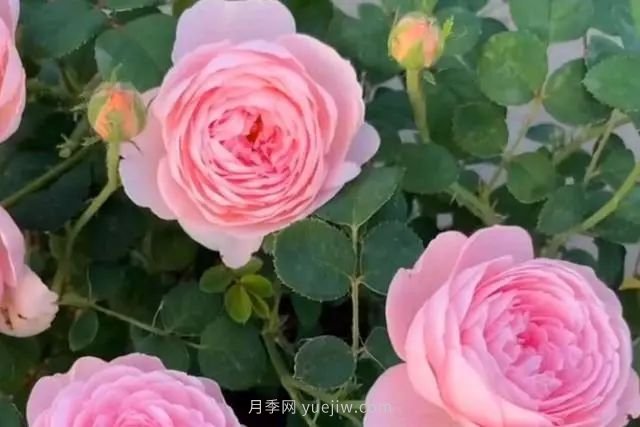 教你養(yǎng)好月季的3大配土大招，花開(kāi)不斷(圖1)