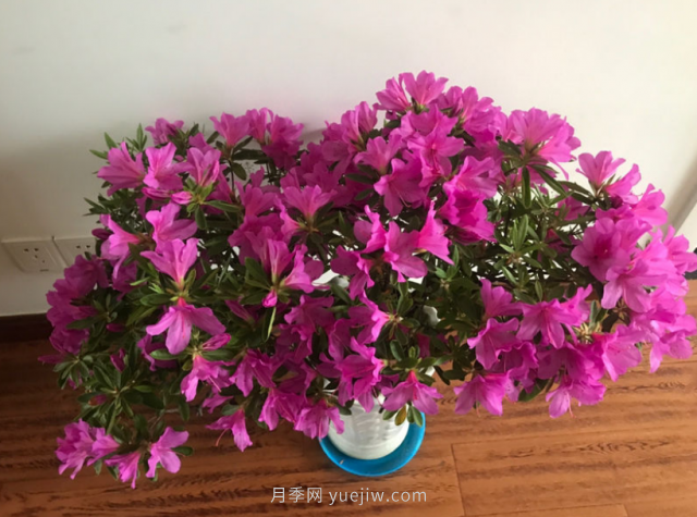 5種公認(rèn)的必死花卉，實在是太難養(yǎng)了(圖1)