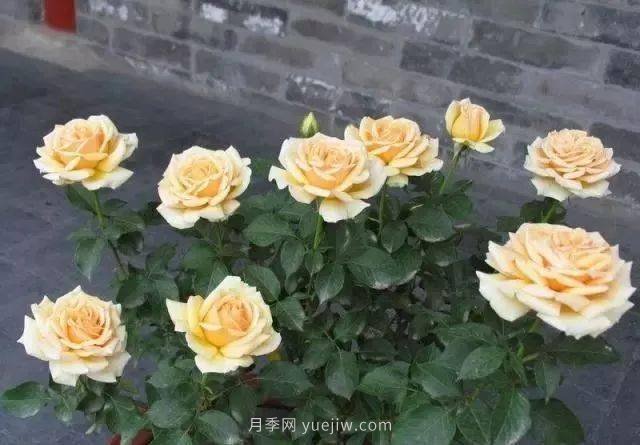 夏天月季養(yǎng)護(hù)4大“禁忌”要牢記，一定要注意(圖1)