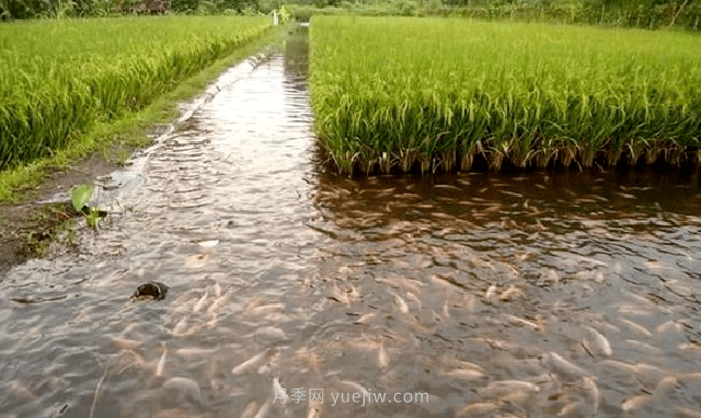 稻田適合養(yǎng)殖什么魚？漁業(yè)養(yǎng)殖專家是這樣分析的(圖1)