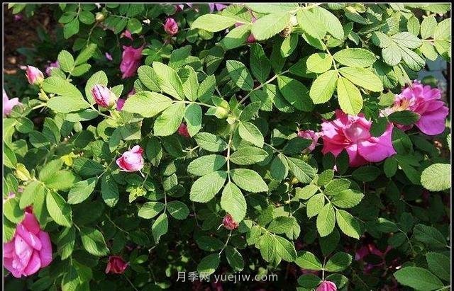 玫瑰、月季有區(qū)別？原來這么容易區(qū)分，一看就懂(圖5)