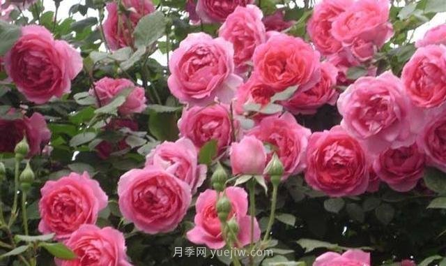 玫瑰、月季有區(qū)別？原來這么容易區(qū)分，一看就懂(圖7)