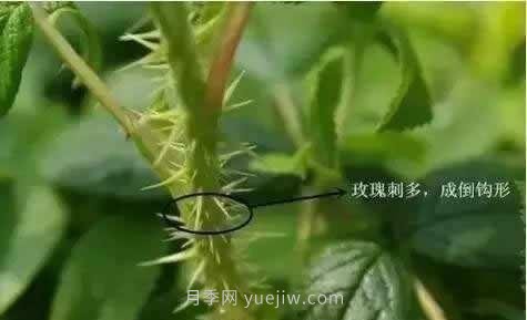 玫瑰、月季有區(qū)別？原來這么容易區(qū)分，一看就懂(圖3)