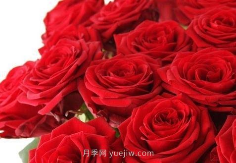 玫瑰、月季有區(qū)別？原來這么容易區(qū)分，一看就懂(圖1)
