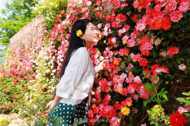 鄭州伏羲山百畝玫瑰花盛放，上萬株玫瑰美成了畫(圖5)