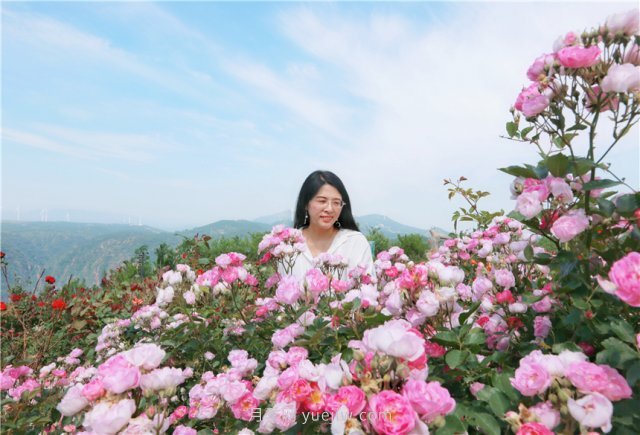 鄭州伏羲山百畝玫瑰花盛放，上萬株玫瑰美成了畫(圖7)
