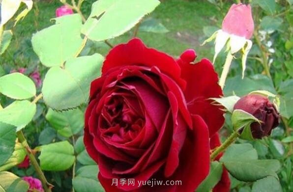 大地主月季，推薦一款紅色豐花月季(圖1)