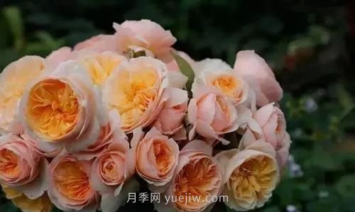 推薦花友必養(yǎng)的5大藤本月季和5大灌木月季品種，花美好養(yǎng)(圖7)
