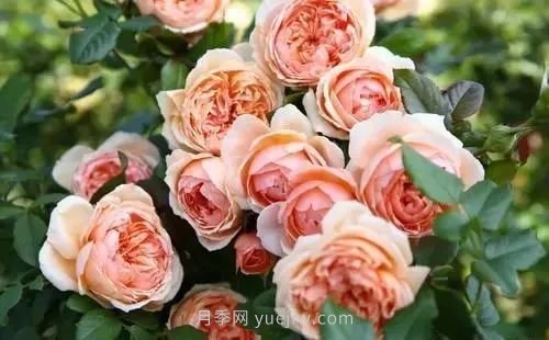 推薦花友必養(yǎng)的5大藤本月季和5大灌木月季品種，花美好養(yǎng)(圖6)
