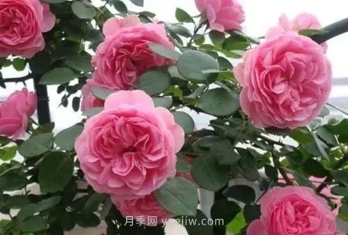 推薦花友必養(yǎng)的5大藤本月季和5大灌木月季品種，花美好養(yǎng)(圖4)