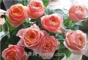 推薦花友必養(yǎng)的5大藤本月季和5大灌木月季品種，花美好養(yǎng)(圖10)