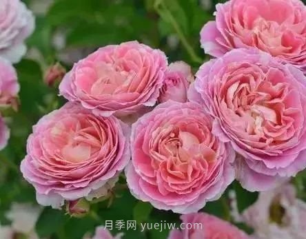 推薦花友必養(yǎng)的5大藤本月季和5大灌木月季品種，花美好養(yǎng)(圖9)