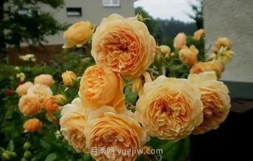 推薦花友必養(yǎng)的5大藤本月季和5大灌木月季品種，花美好養(yǎng)(圖3)