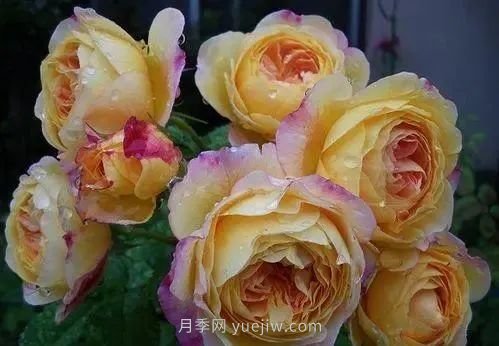 推薦花友必養(yǎng)的5大藤本月季和5大灌木月季品種，花美好養(yǎng)(圖8)